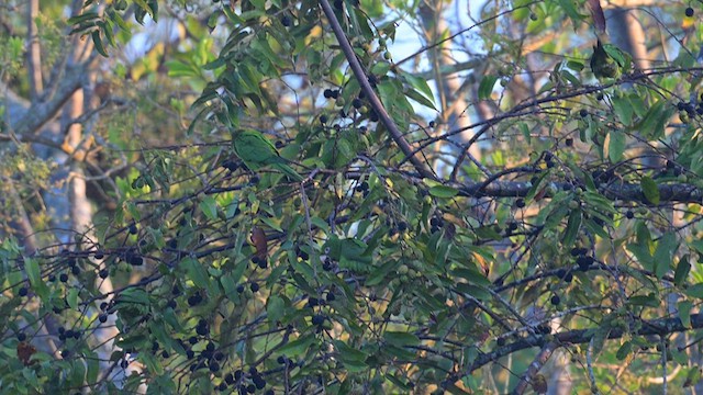 Aratinga Cubana - ML632500959