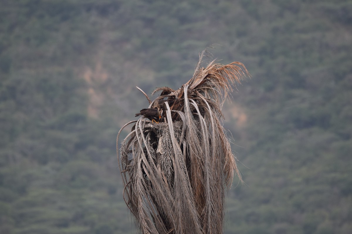 Crested Caracara - ML632500960