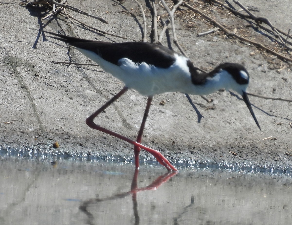 Black-necked Stilt - ML632501069