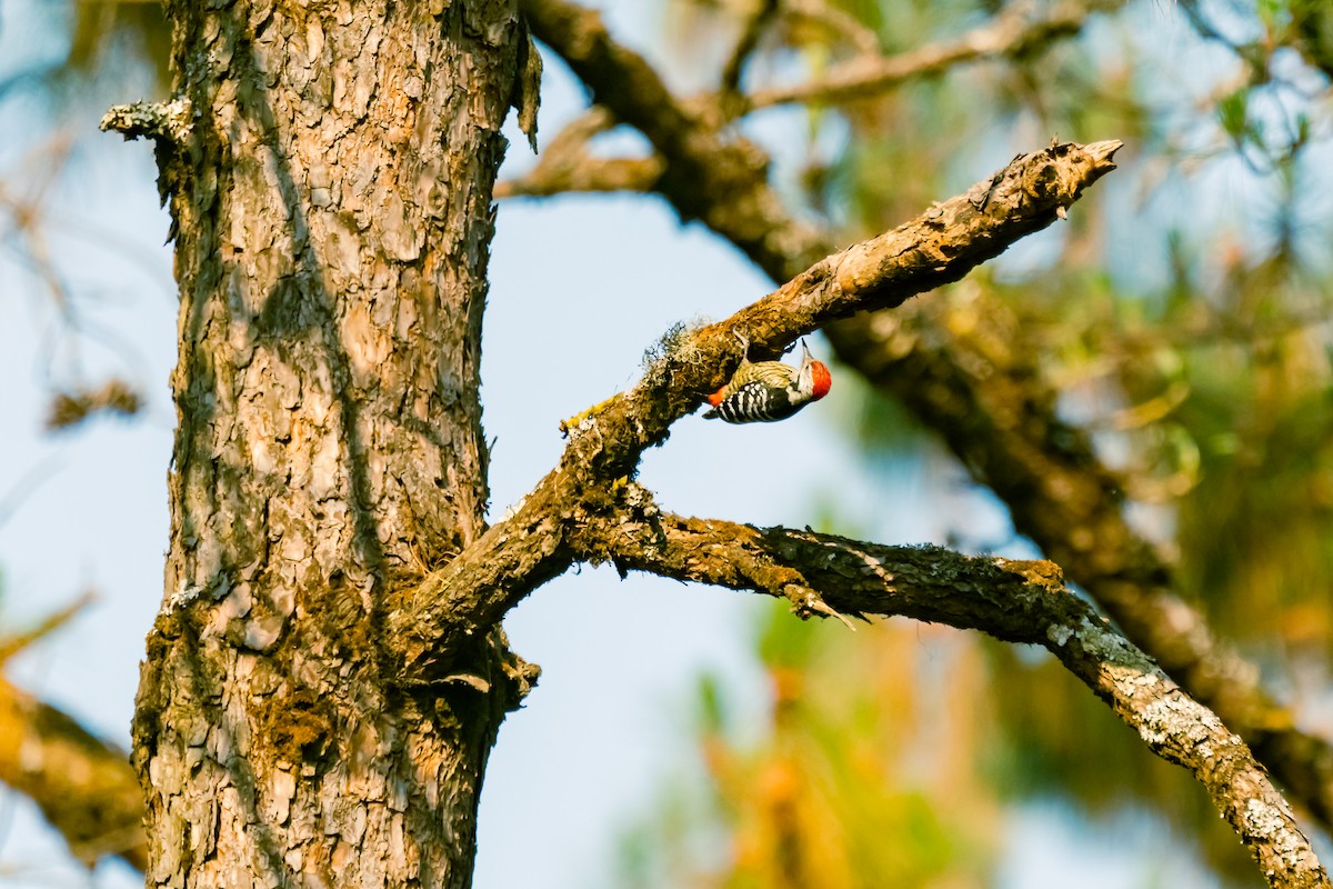Stripe-breasted Woodpecker - ML632501088