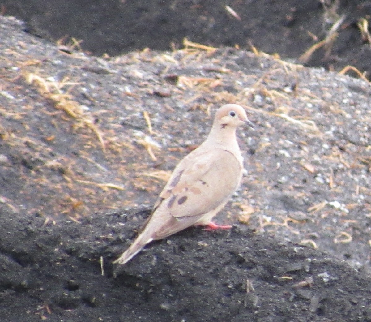 Mourning Dove - ML63250111