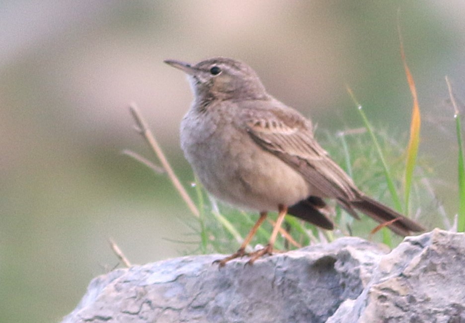 Long-billed Pipit (Middle Eastern) - ML632501114