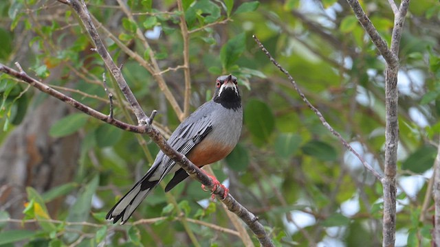 Red-legged Thrush - ML632501175