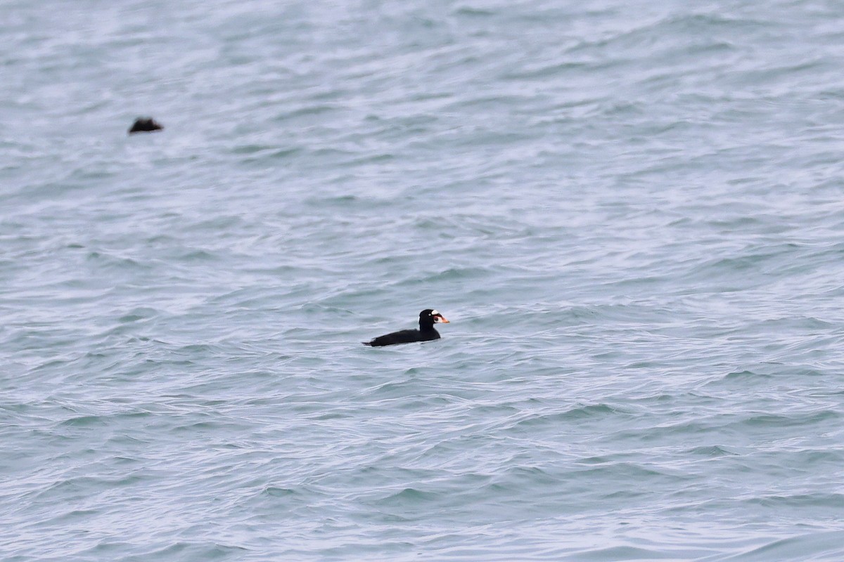 Surf Scoter - ML632501188