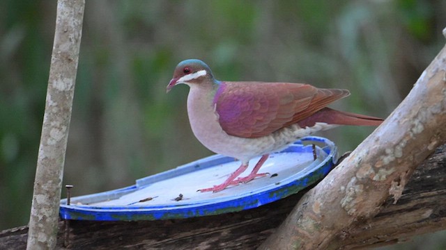 Key West Quail-Dove - ML632501208