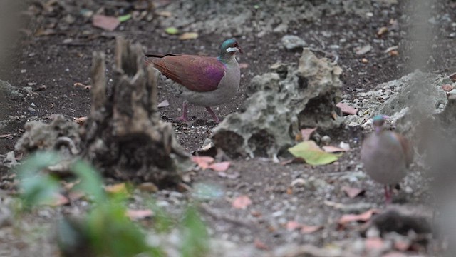 Key West Quail-Dove - ML632501211