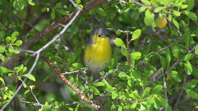 Oriente Warbler - ML632501245