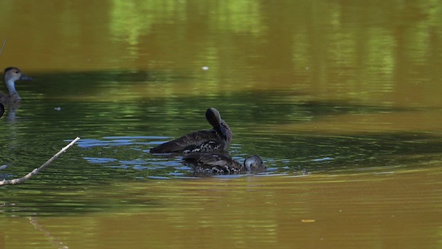 West Indian Whistling-Duck - ML632501313