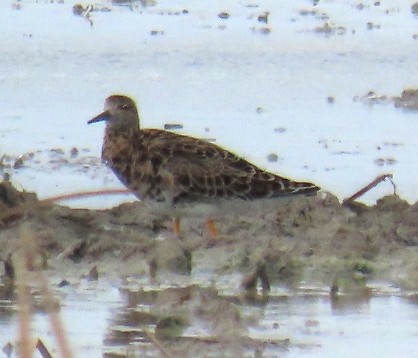 Ruff - ML632501320