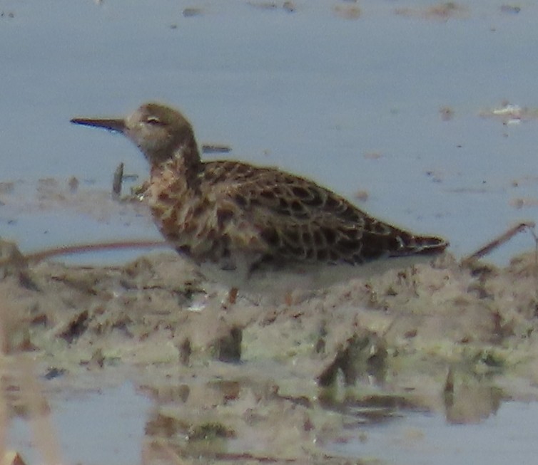 Ruff - ML632501321