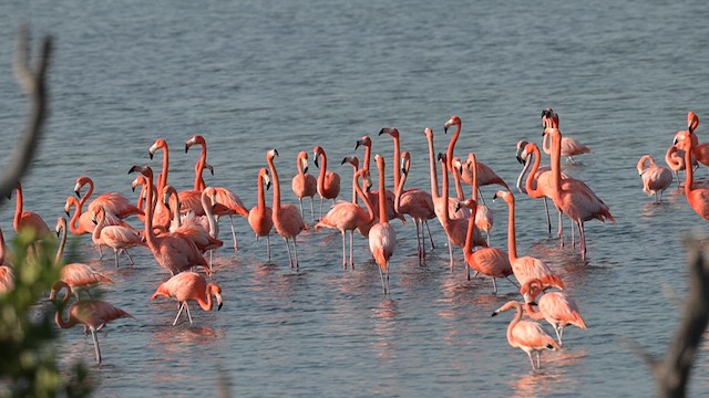 American Flamingo - ML632501345