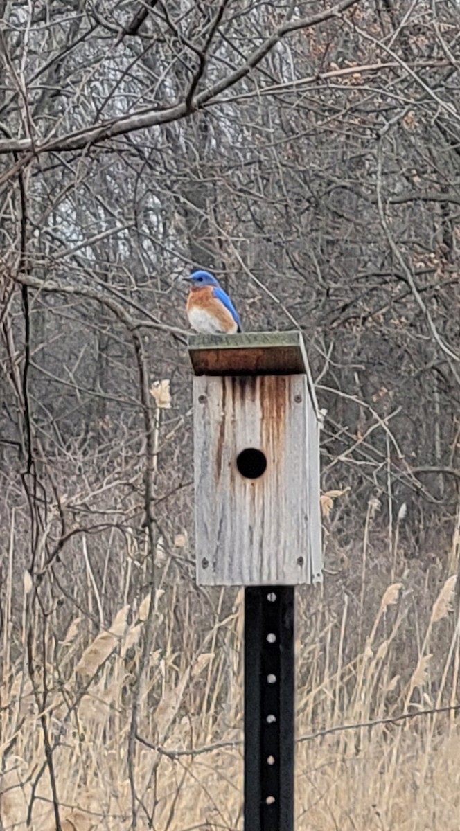 Eastern Bluebird - ML632501438
