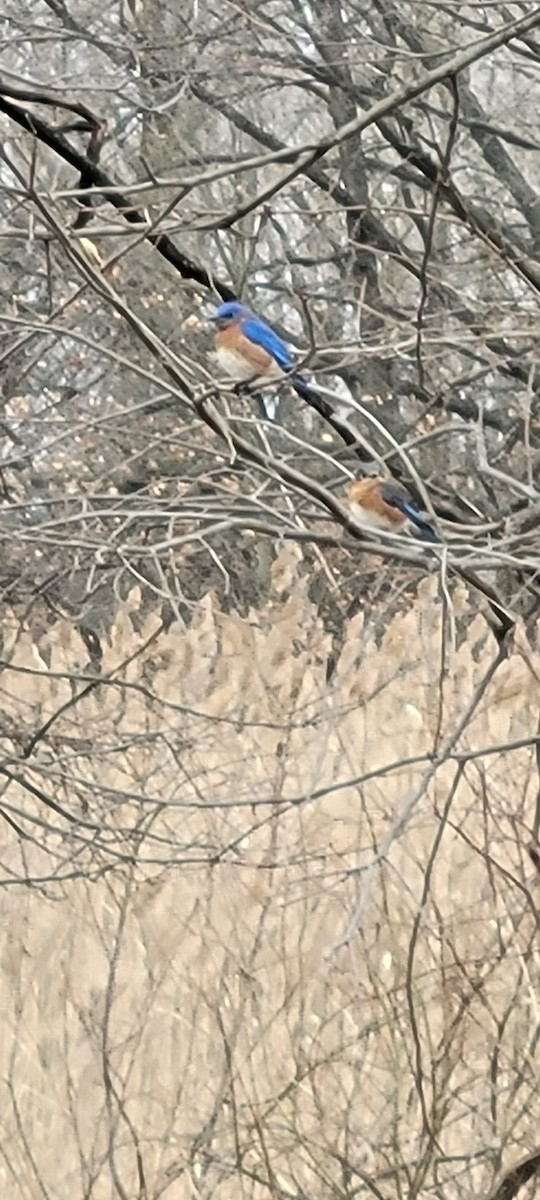 Eastern Bluebird - ML632501439