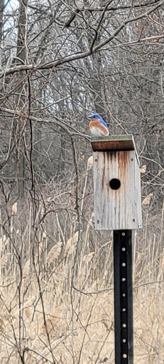 Eastern Bluebird - ML632501440