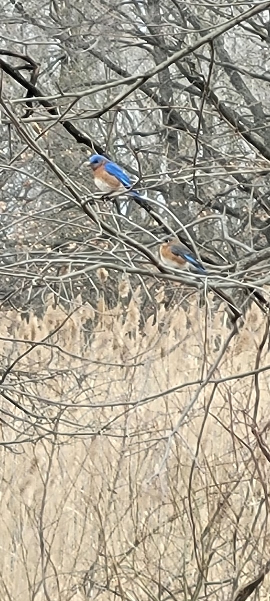 Eastern Bluebird - ML632501441