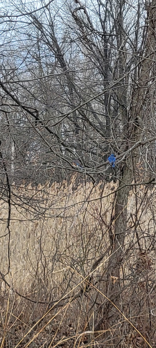 Eastern Bluebird - ML632501442