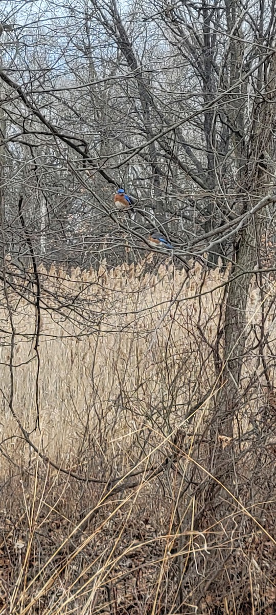 Eastern Bluebird - ML632501443