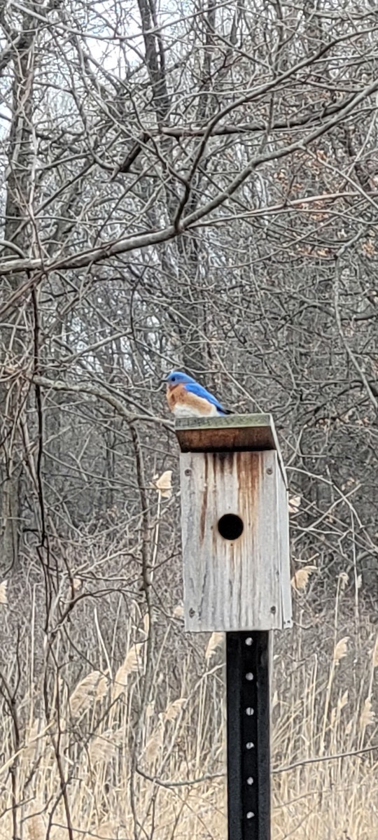 Eastern Bluebird - ML632501444