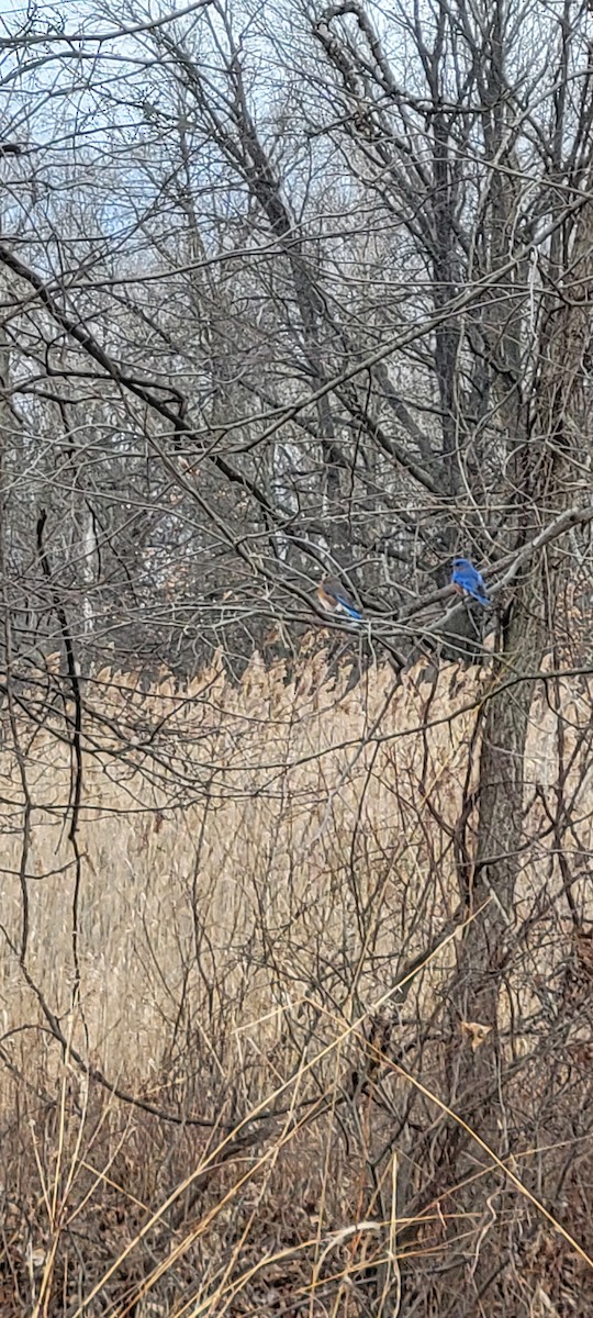 Eastern Bluebird - ML632501445