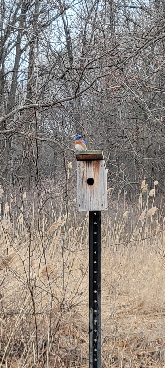 Eastern Bluebird - ML632501446