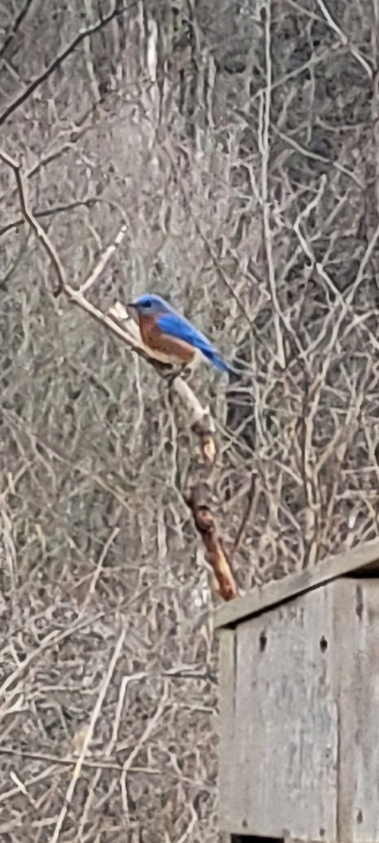 Eastern Bluebird - ML632501447