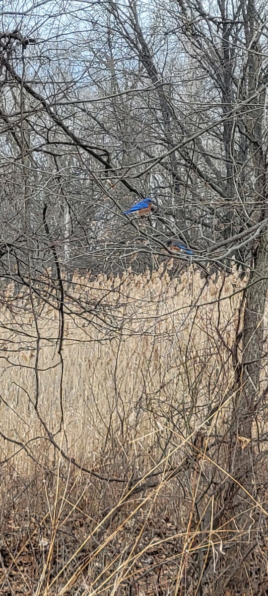 Eastern Bluebird - ML632501448