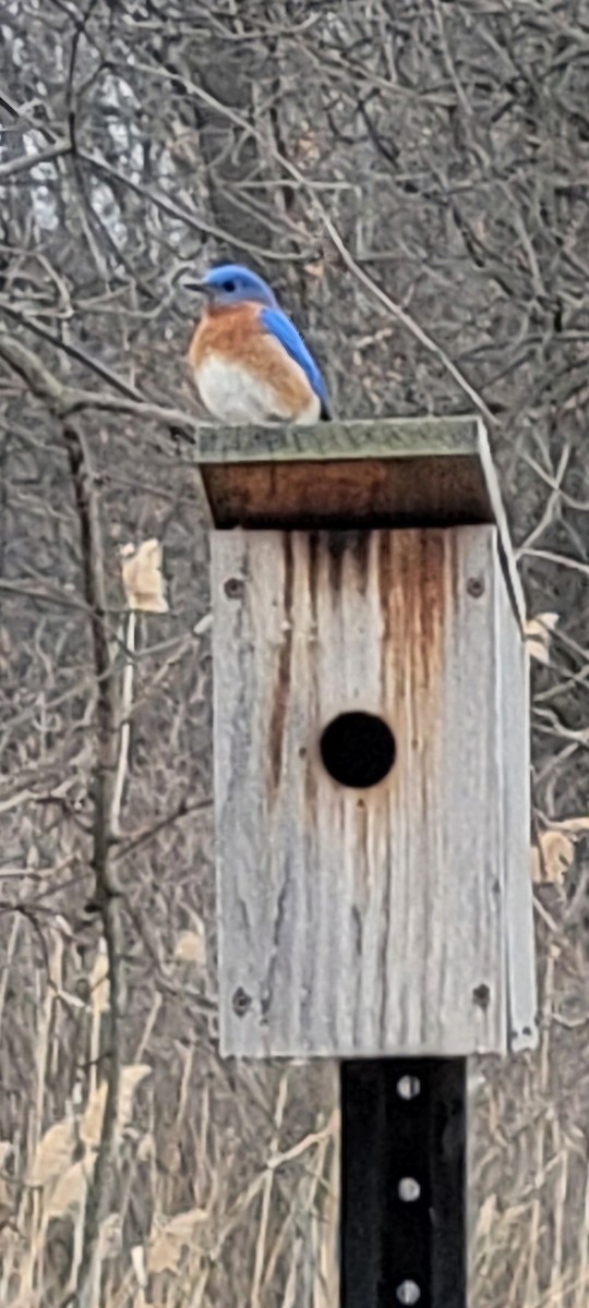Eastern Bluebird - ML632501451