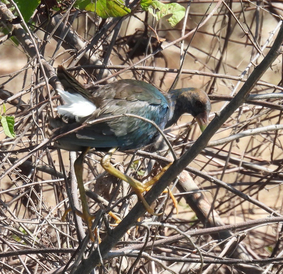 Purple Gallinule - ML632501491