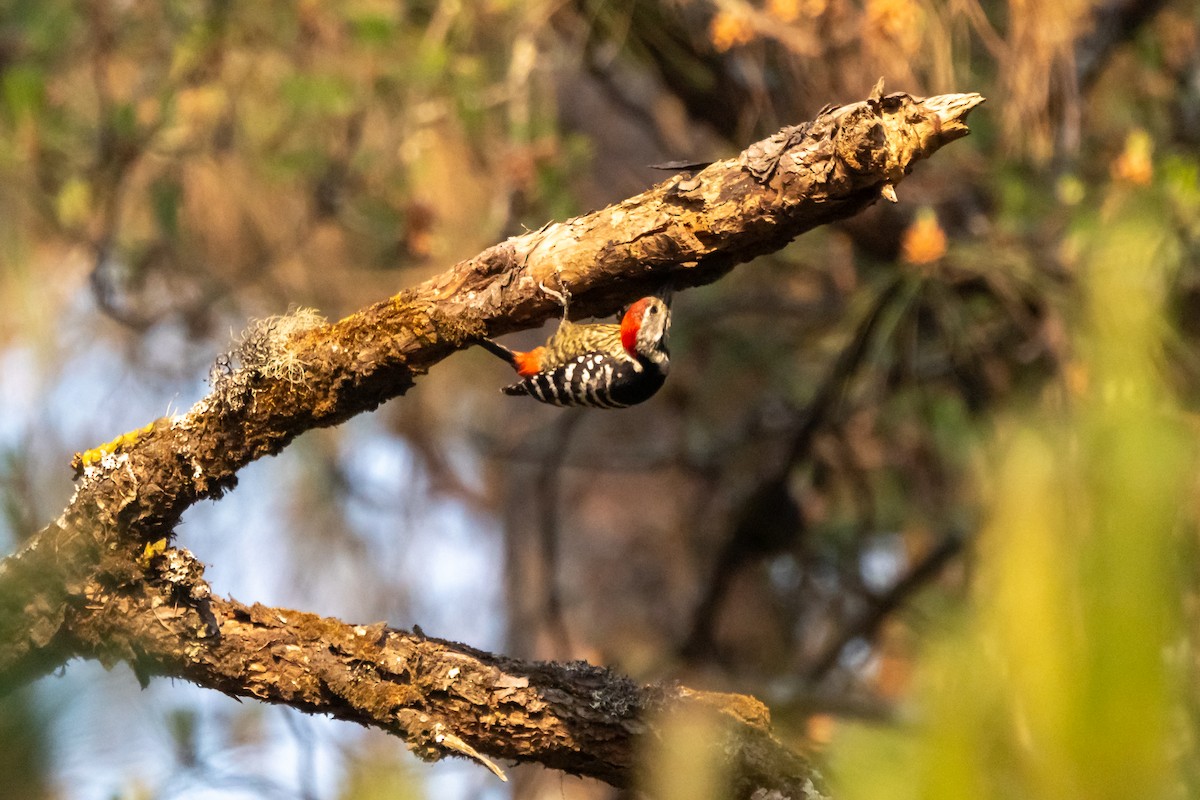 Stripe-breasted Woodpecker - ML632501629