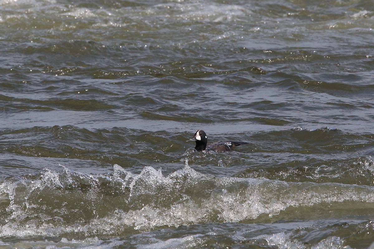 Harlequin Duck - ML632501751