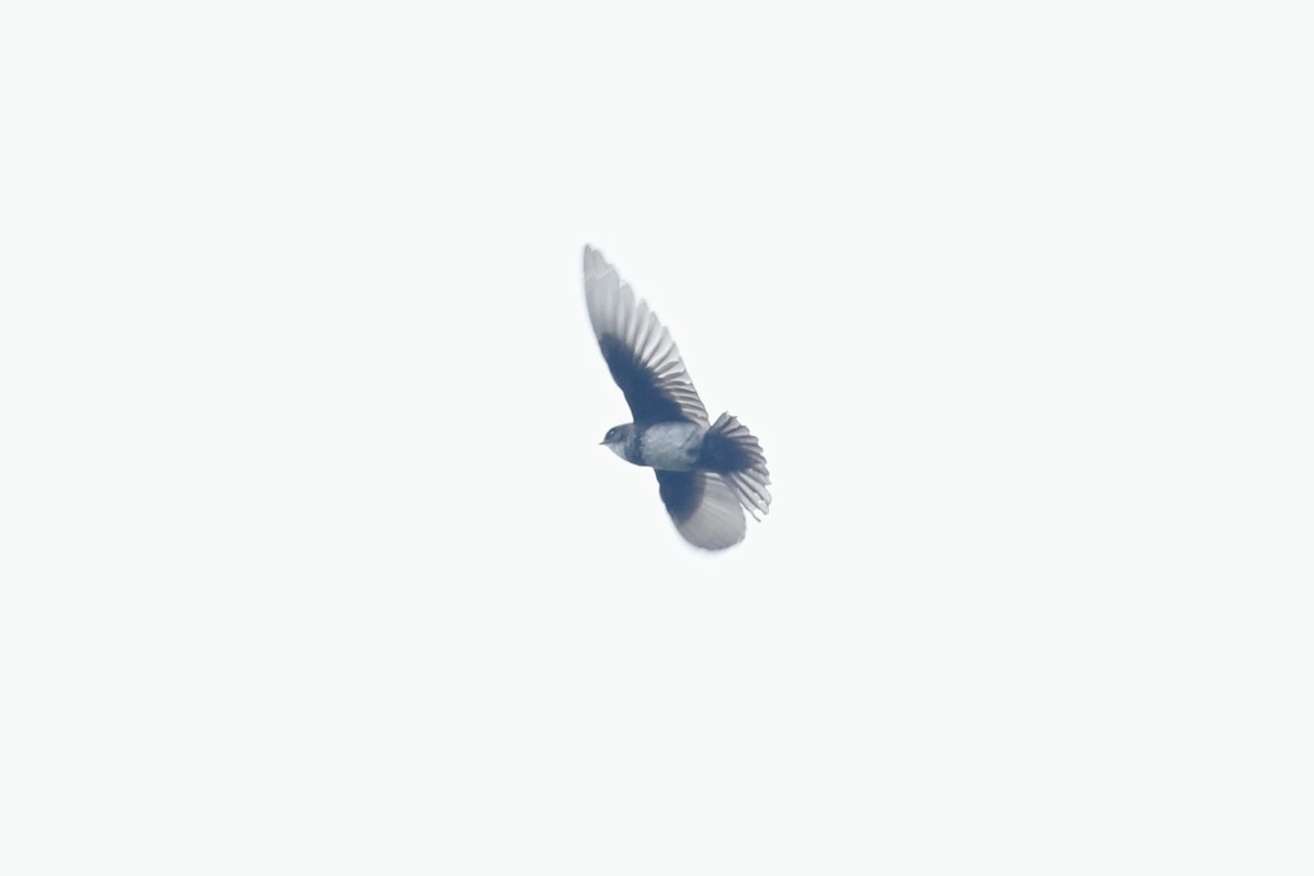 Pale-footed Swallow - ML632501807
