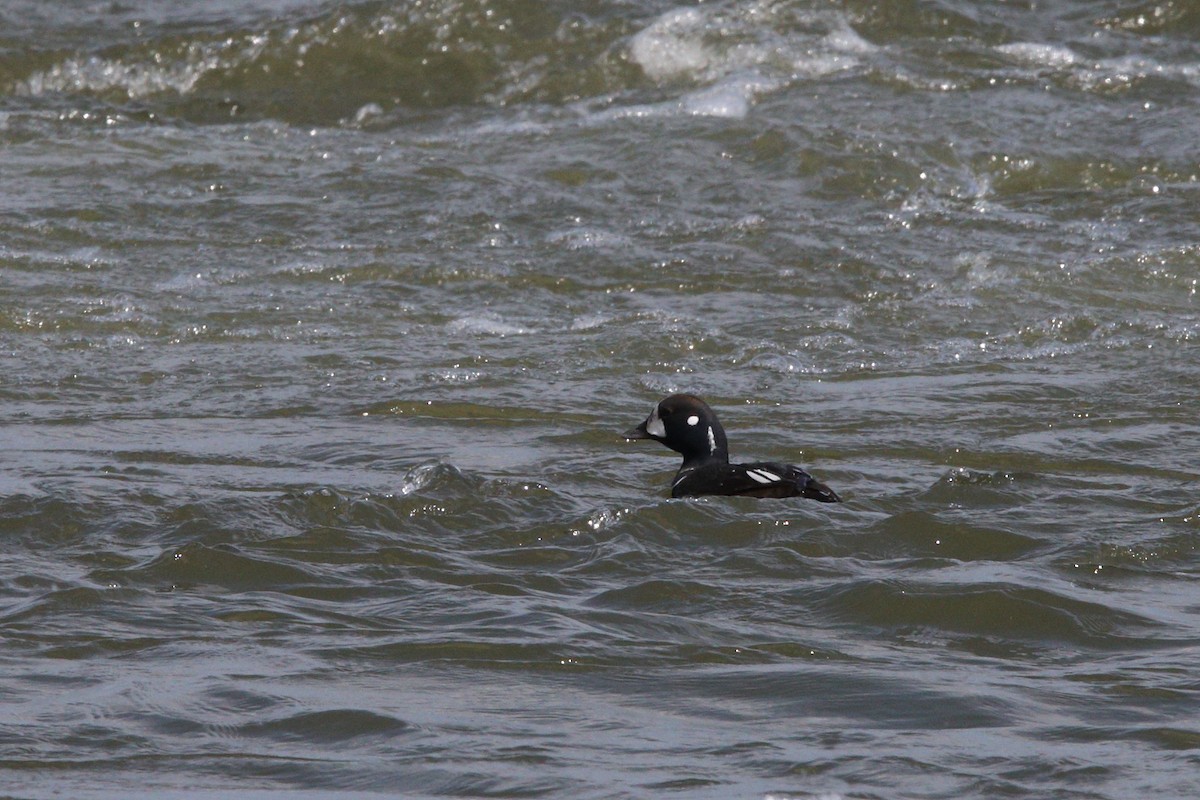 Harlequin Duck - ML632501856