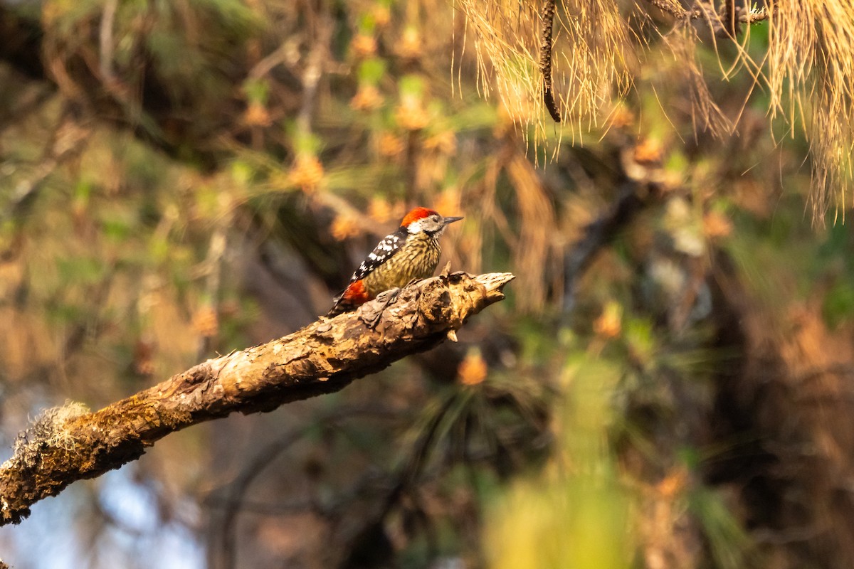 Stripe-breasted Woodpecker - ML632501906