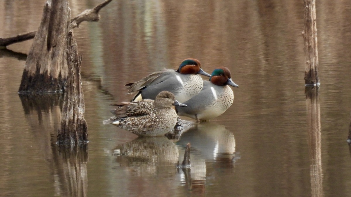 Ногоохон нугас - ML632501928