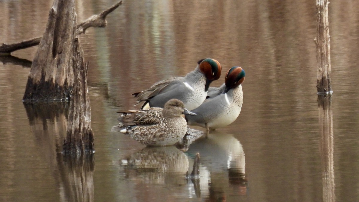 Ногоохон нугас - ML632501929