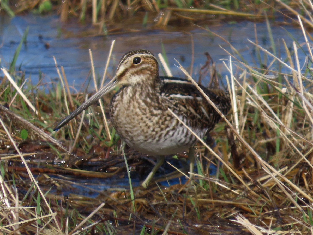 Wilson's Snipe - ML632501946