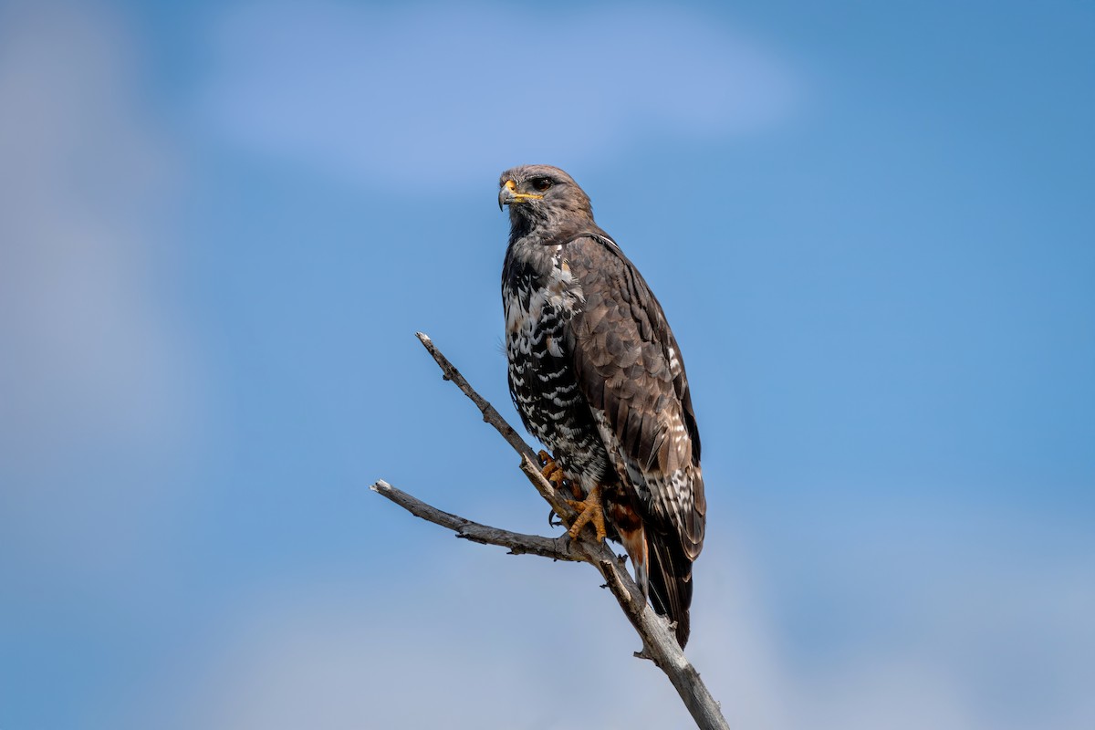 Jackal Buzzard - ML632501991