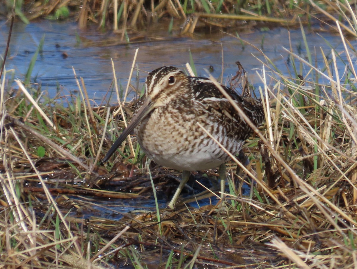 Wilson's Snipe - ML632502031