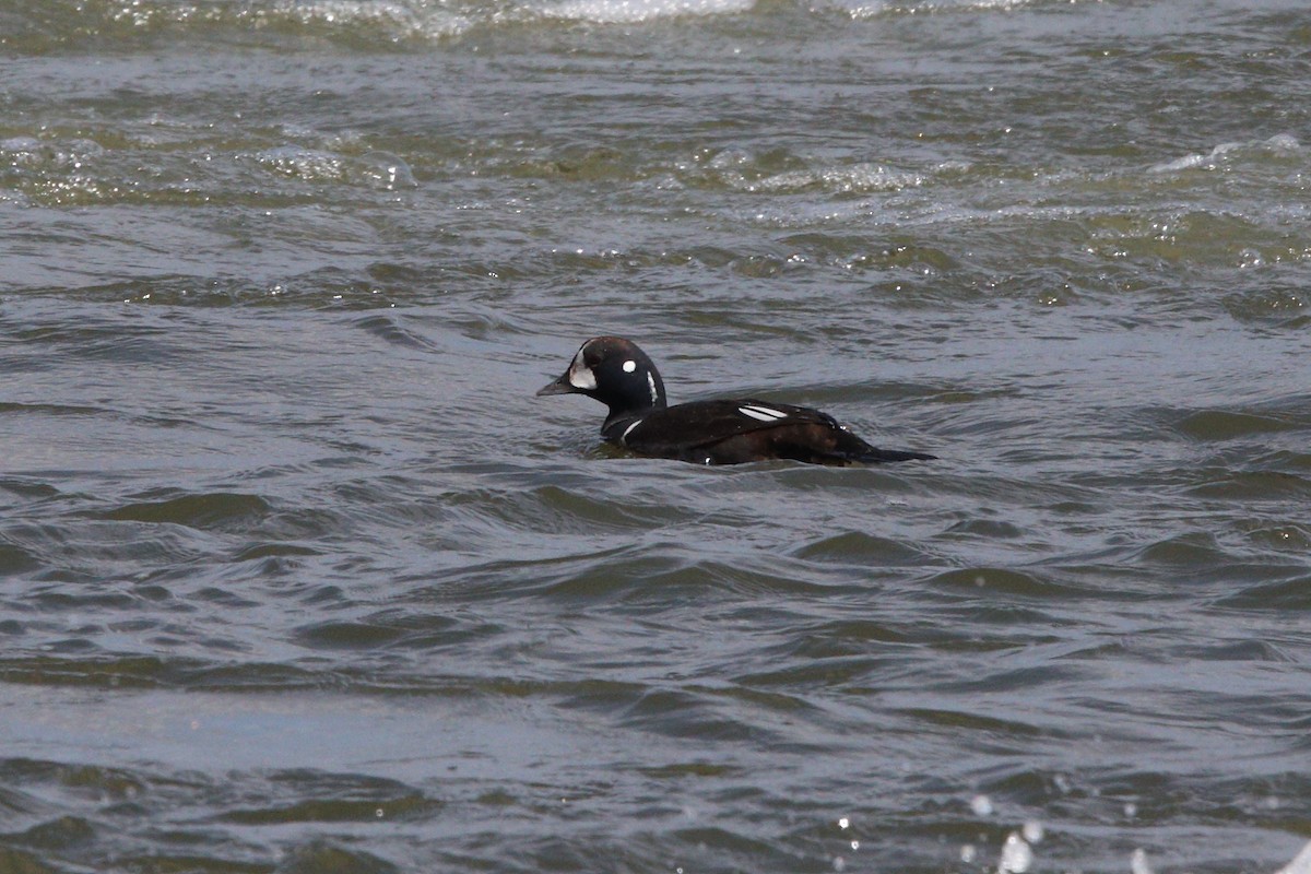 Harlequin Duck - ML632502045