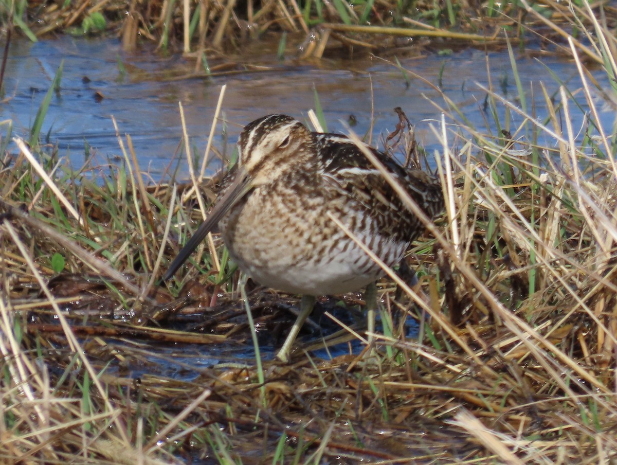 Wilson's Snipe - ML632502050