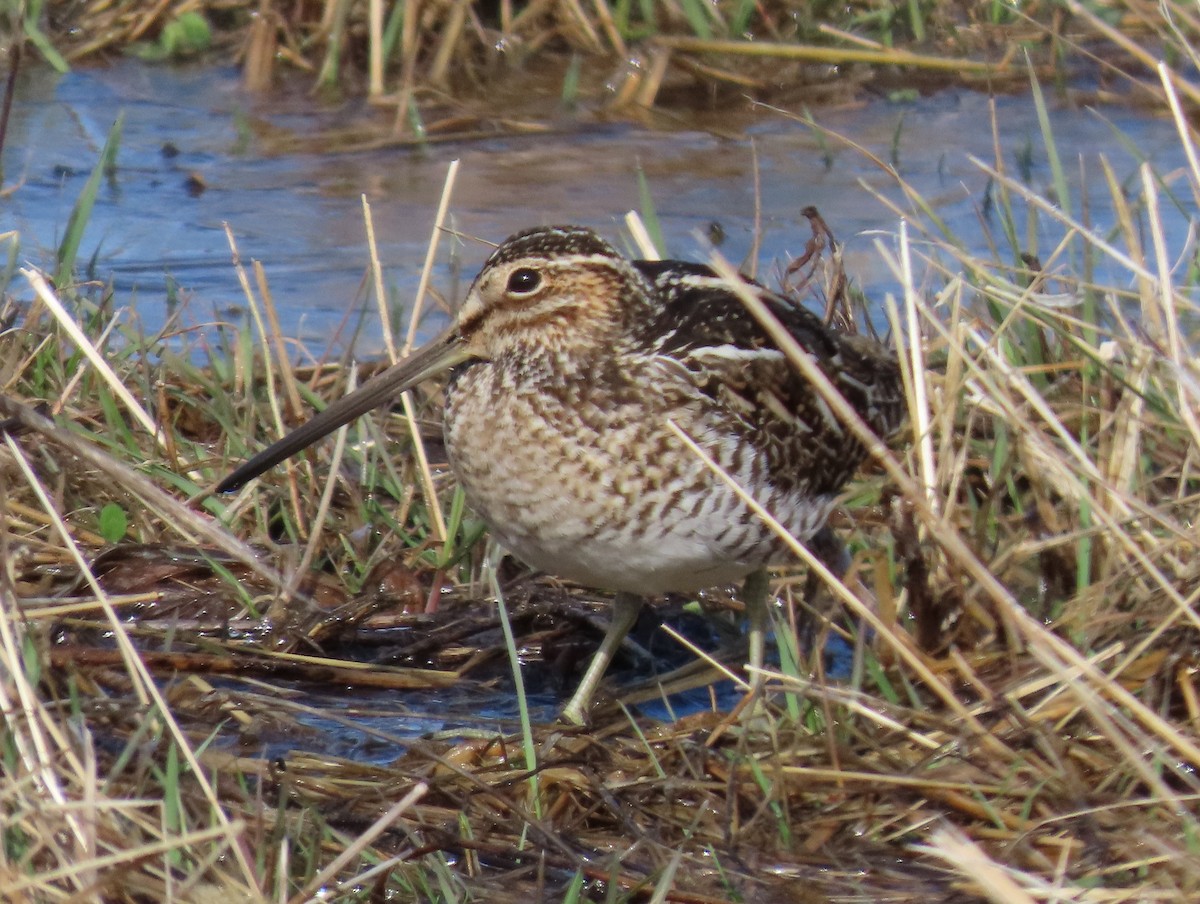 Wilson's Snipe - ML632502056