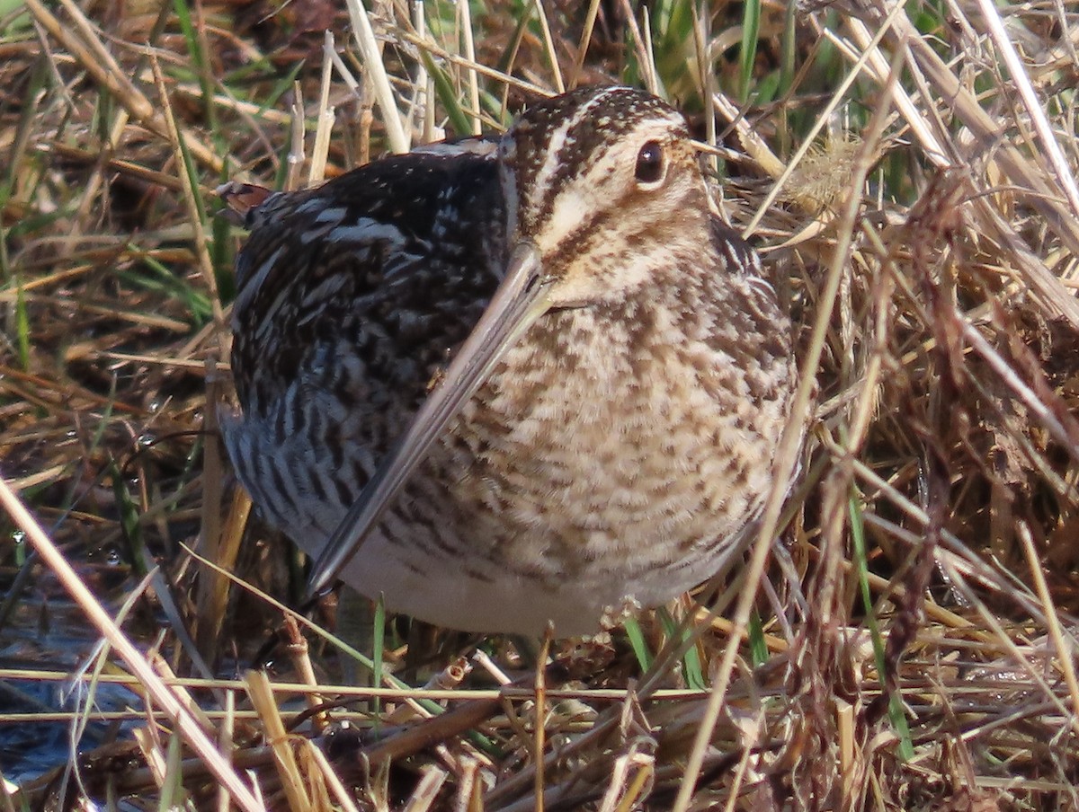 Wilson's Snipe - ML632502067
