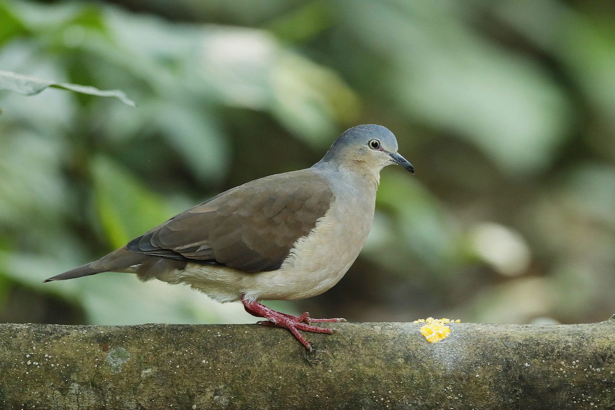 Gray-headed Dove - ML632502084