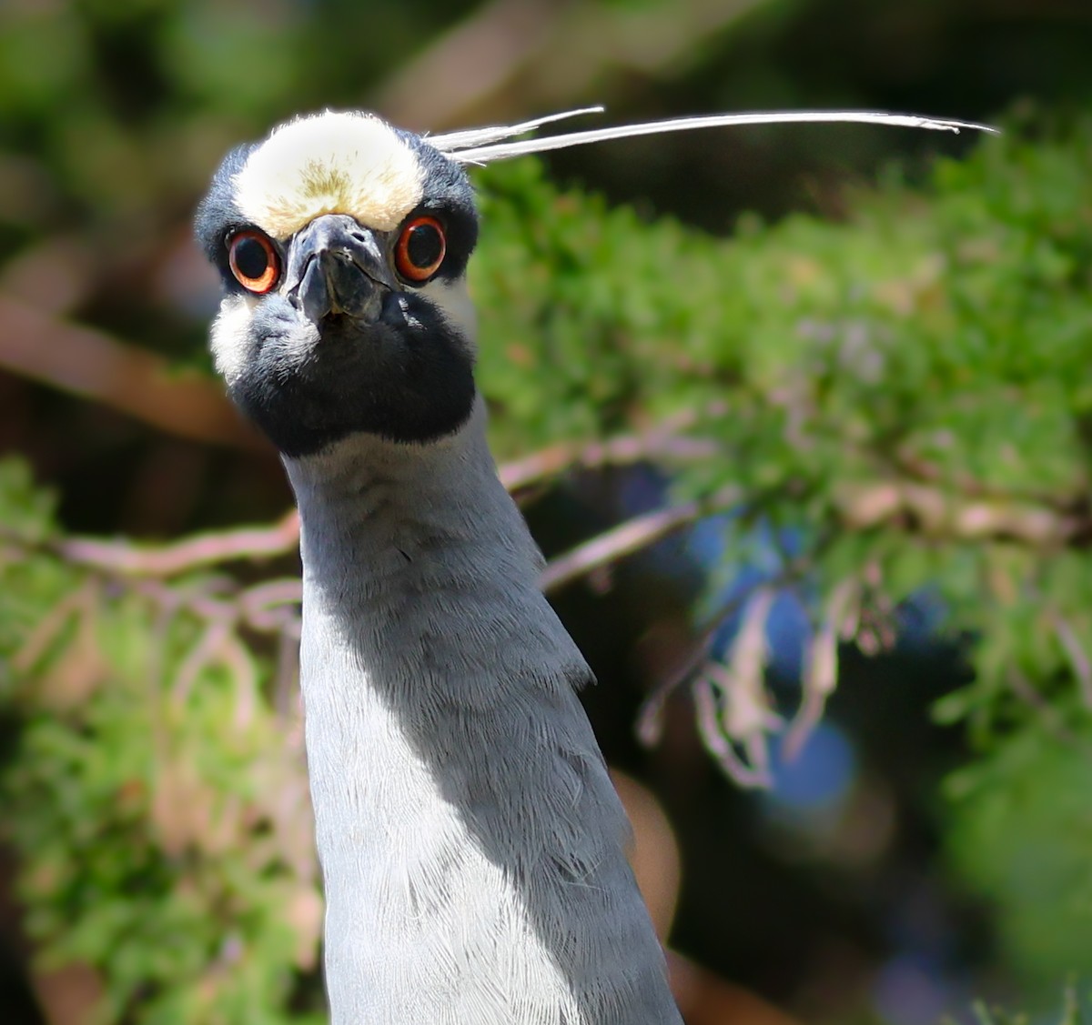 Yellow-crowned Night Heron - ML632502320