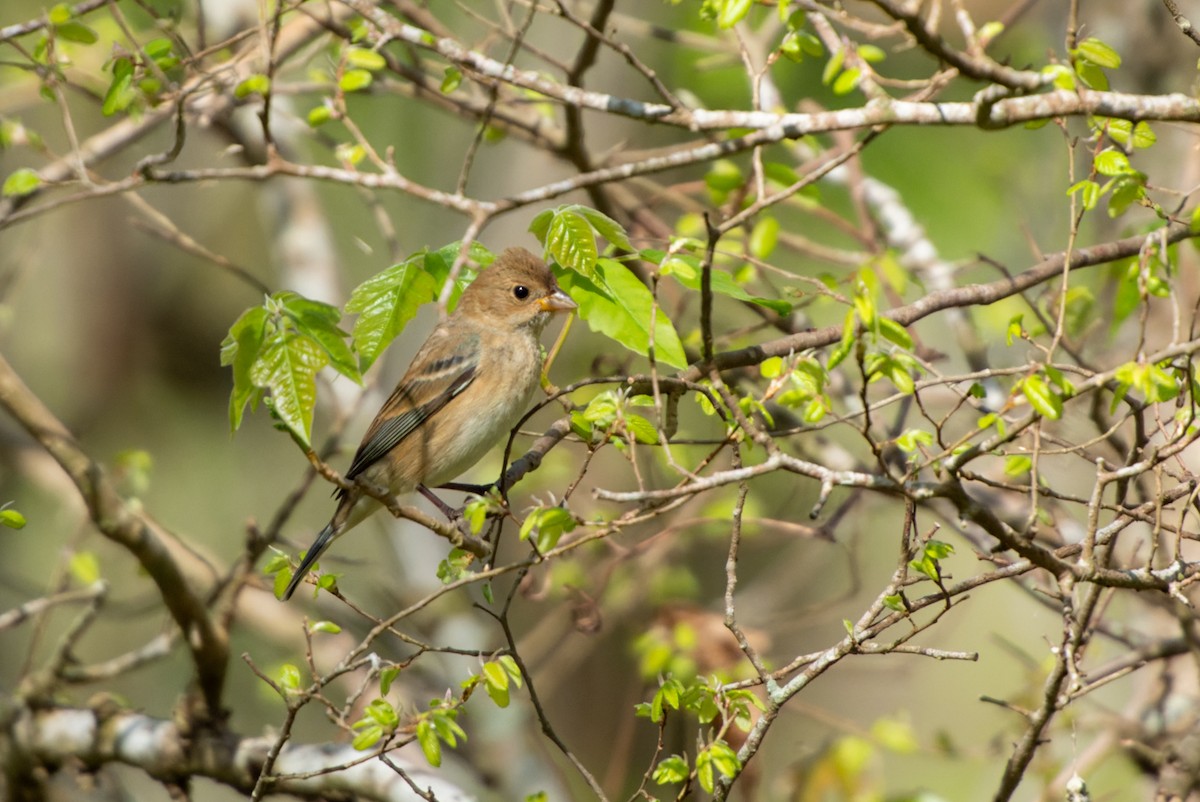 Indigo Bunting - ML632502660