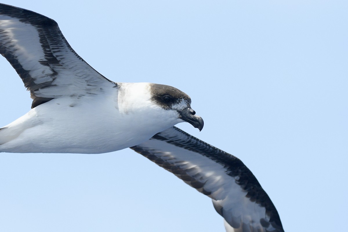 Black-capped Petrel - ML632502818