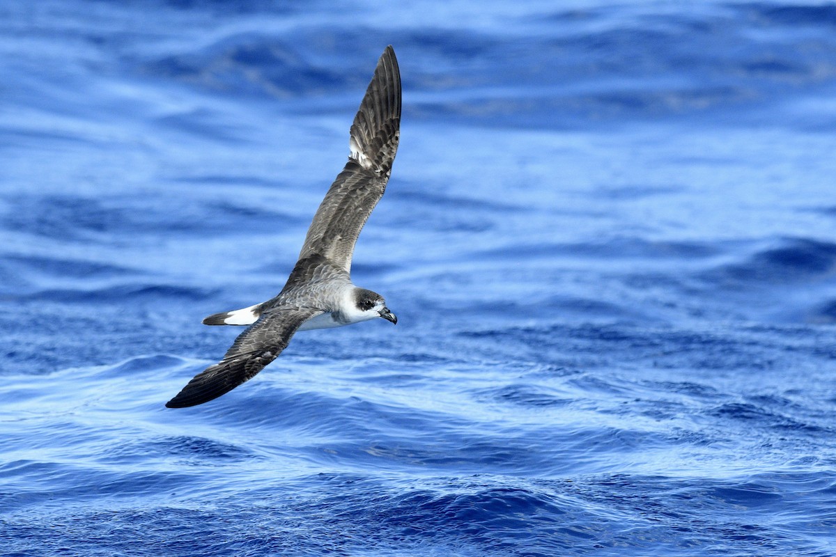 Black-capped Petrel - ML632502830