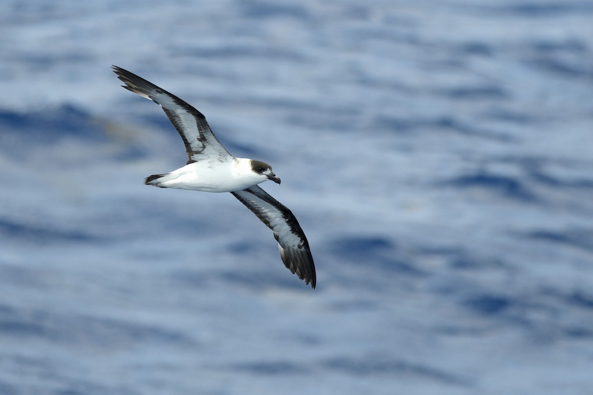 Black-capped Petrel - ML632502833