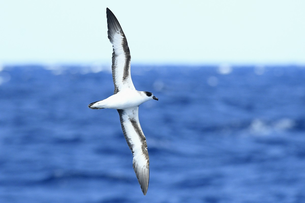 Black-capped Petrel - ML632502834