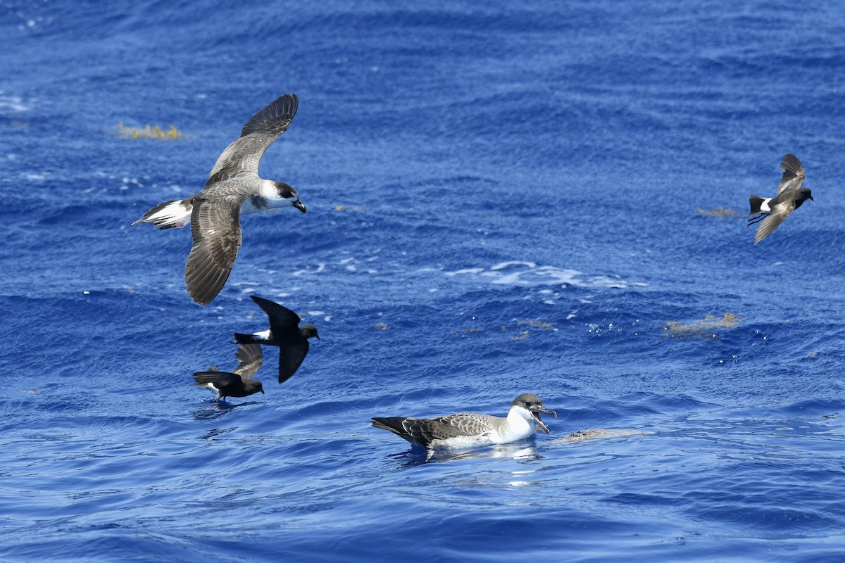 Black-capped Petrel - ML632502837